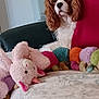 animal, bed, caterpillar, cavalier_king_charles_spaniel, colorful, cozy, cute, decor, dog, fur, glass_shelf, indoor, pet, pillow, plush, relaxed, stuffed_toy, unicorn, white_bedspread, window