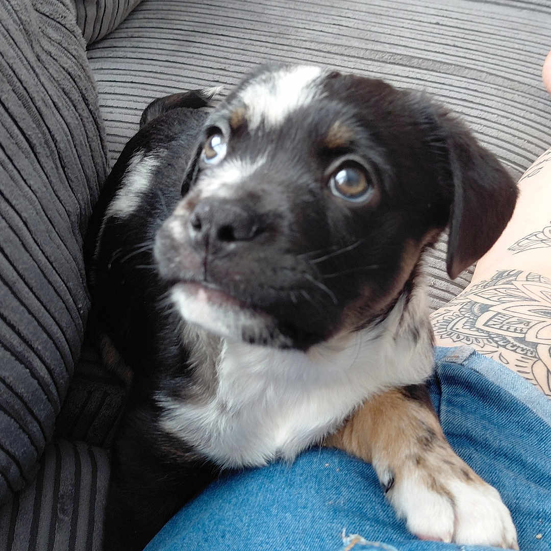 Marley joined the competition — help win amazing prizes! animal, black_fur, close_up, companion, couch, curious, cute, denim, dog, indoor, jeans, paw, person, pet, puppy, resting, tan_fur, tattoo, texture, white_fur