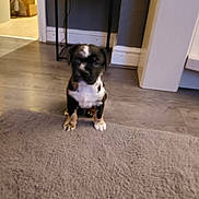 Marley joined the competition — help win amazing prizes! animal, black, blur, brown, carpet, cute, dog, doorway, floor, furniture, indoor, pet, puppy, room, sitting, small, table, wall, white, young