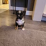 animal, black, blur, brown, carpet, cute, dog, doorway, floor, furniture, indoor, pet, puppy, room, sitting, small, table, wall, white, young