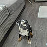 Marley joined the competition — help win amazing prizes! animal, black_fur, couch, cozy, cute, dog, floor, home, indoor, looking_up, pet, pet_bed, puppy, sitting, striped, tan_fur, toys, white_fur, wooden_floor, young_dog