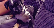 Marley is registered to the contest to win money with this photo: animal, canine, companion, couch, cozy, curious, cute, dog, domestic, furniture, indoor, living_room, pet, puppy, purple, relaxing, resting, snuggly, striped, young
