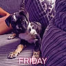 animal, canine, companion, couch, cozy, curious, cute, dog, domestic, furniture, indoor, living_room, pet, puppy, purple, relaxing, resting, snuggly, striped, young