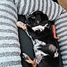Marley is registered to the contest to win money with this photo: animal, black, chew_toy, companion, cozy, cute, dog, domestic_animal, fur, indoor, lying_down, pet_bed, puppy, relaxed, resting, sleepy, small_dog, striped, toy, white
