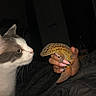 Duo a rejoint le concours — aidez-le/la à gagner de superbes lots ! cat, leopard_gecko, hand, manicure, nails, animal, pet, curious, closeup, dark_background, indoor, whiskers, spots, orange, white, gray, fingernails, reptile, mammal, interaction