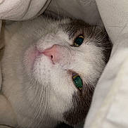 Duo a rejoint le concours — aidez-le/la à gagner de superbes lots ! cat, pet, animal, sleepy, cozy, blanket, soft, fur, whiskers, pink_nose, green_eyes, indoor, resting, cute, closeup, comfort, warm, snuggled, white, gray