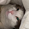 animal, blanket, cat, closeup, comfort, cozy, cute, fur, gray, green_eyes, indoor, pet, pink_nose, resting, sleepy, snuggled, soft, warm, whiskers, white