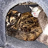 Duo participe au concours pour gagner de l'argent avec cette photo : cat, tortoiseshell_cat, gray_cat, indoor, pet, feline, cozy, resting, cat_condo, sleepy, fur, animal, cute, companion, domestic, closeup, two_cats, whiskers, eyes, cute_animals