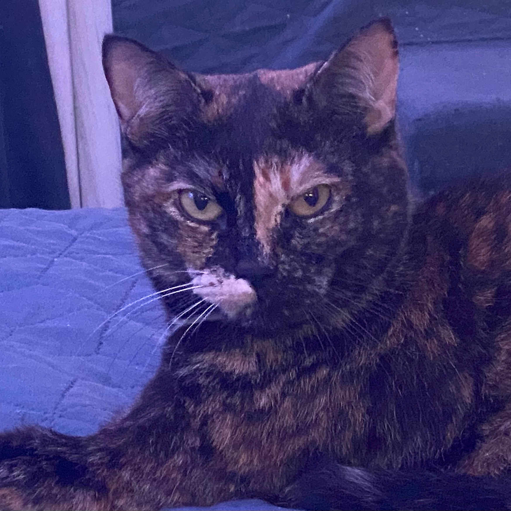 Kitty