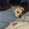 dog, hoodie, blanket, indoor, resting, sleepy, late_night, digital_time, furniture, bedroom, cozy, pet, canine, comfort, fabric, warm, cute, animal, relaxed, snug