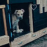 Xena participe au concours pour gagner de l'argent avec cette photo : puppy, doghouse, wood, black_paint, natural_wood, heart_doodle, animal, pet, outdoor, grass, doorway, cute, young_dog, canine, playful, sitting, portrait, front_view, daylight, home