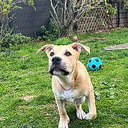 Xena a rejoint le concours — aidez-le/la à gagner de superbes lots ! dog, puppy, grass, outdoor, soccer_ball, greenery, fence, tree, collar, playful, pet, canine, yard, nature, animal, young_dog, walking, curious, leash, garden