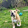 dog, puppy, grass, outdoor, soccer_ball, greenery, fence, tree, collar, playful, pet, canine, yard, nature, animal, young_dog, walking, curious, leash, garden