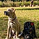 Xena