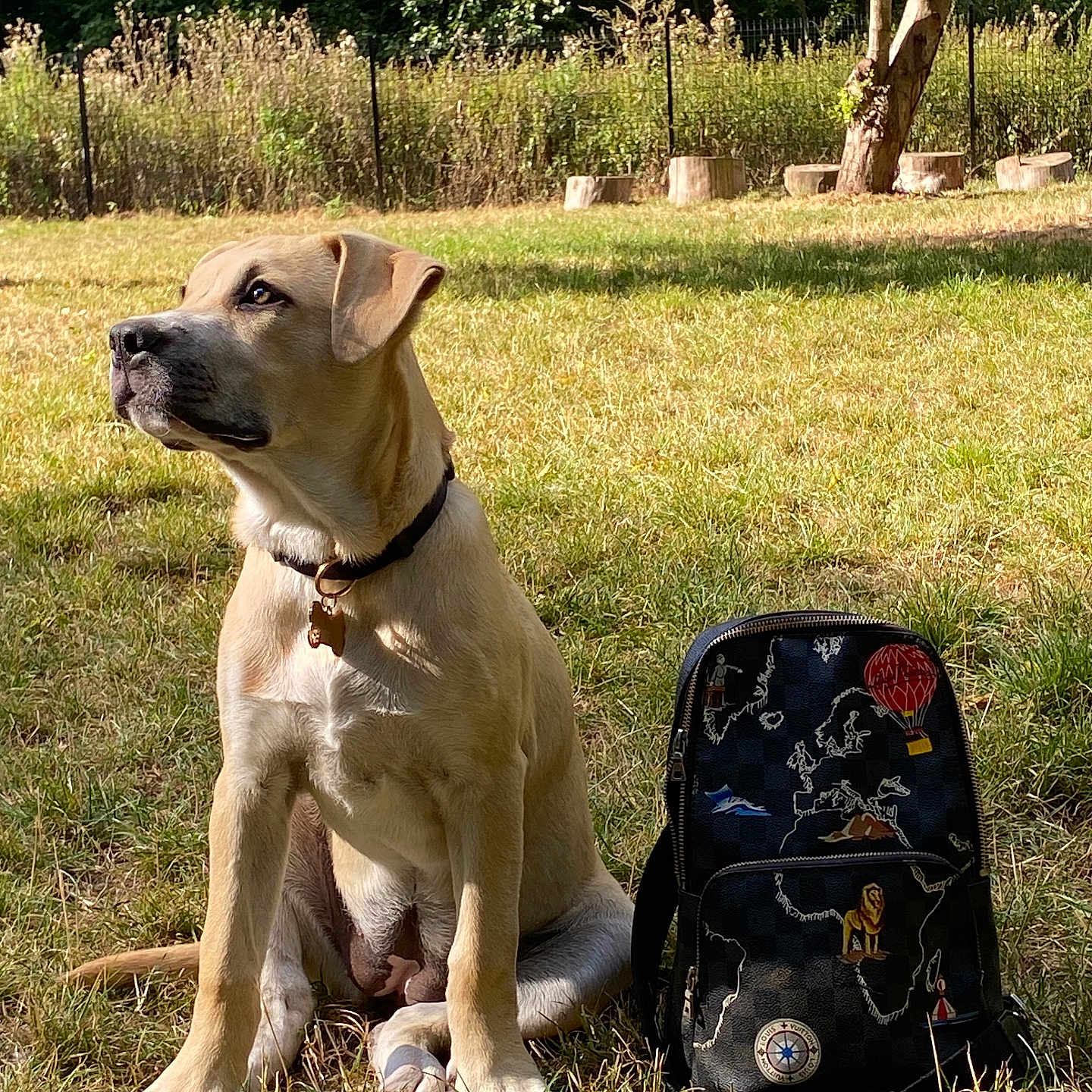 Xena a rejoint le concours — aidez-le/la à gagner de superbes lots ! dog, grass, backpack, outdoor, sunlight, tree, field, pet, animal, collar, nature, sitting, daytime, leisure, fence, patch, travel, canine, companion, park