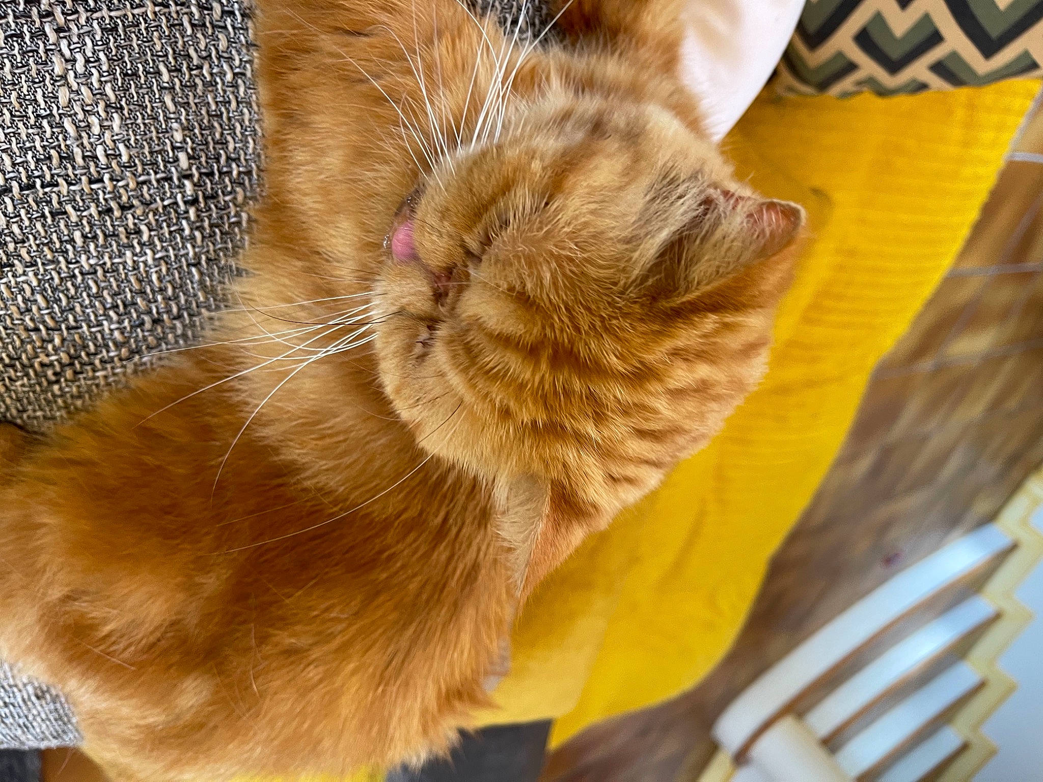 Flora a rejoint le concours — aidez-le/la à gagner de superbes lots ! carnivore, cat, claw, comfort, domestic_short_haired_cat, fawn, felidae, fur, human_leg, nap, paw, plant, sleep, small_to_medium_sized_cats, snout, tail, terrestrial_animal, whiskers, wildlife, wood