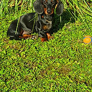 Aymée participe au concours pour gagner de l'argent avec cette photo : animal, collar, cute, dachshund, daytime, dog, ears, eyes, fur, grass, greenery, nature, outdoor, pet, playing, sitting, small_dog, sunlight, toy_ball, watching