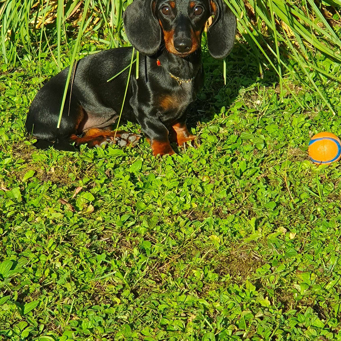 Aymée participe au concours pour gagner de l'argent avec cette photo : animal, collar, cute, dachshund, daytime, dog, ears, eyes, fur, grass, greenery, nature, outdoor, pet, playing, sitting, small_dog, sunlight, toy_ball, watching