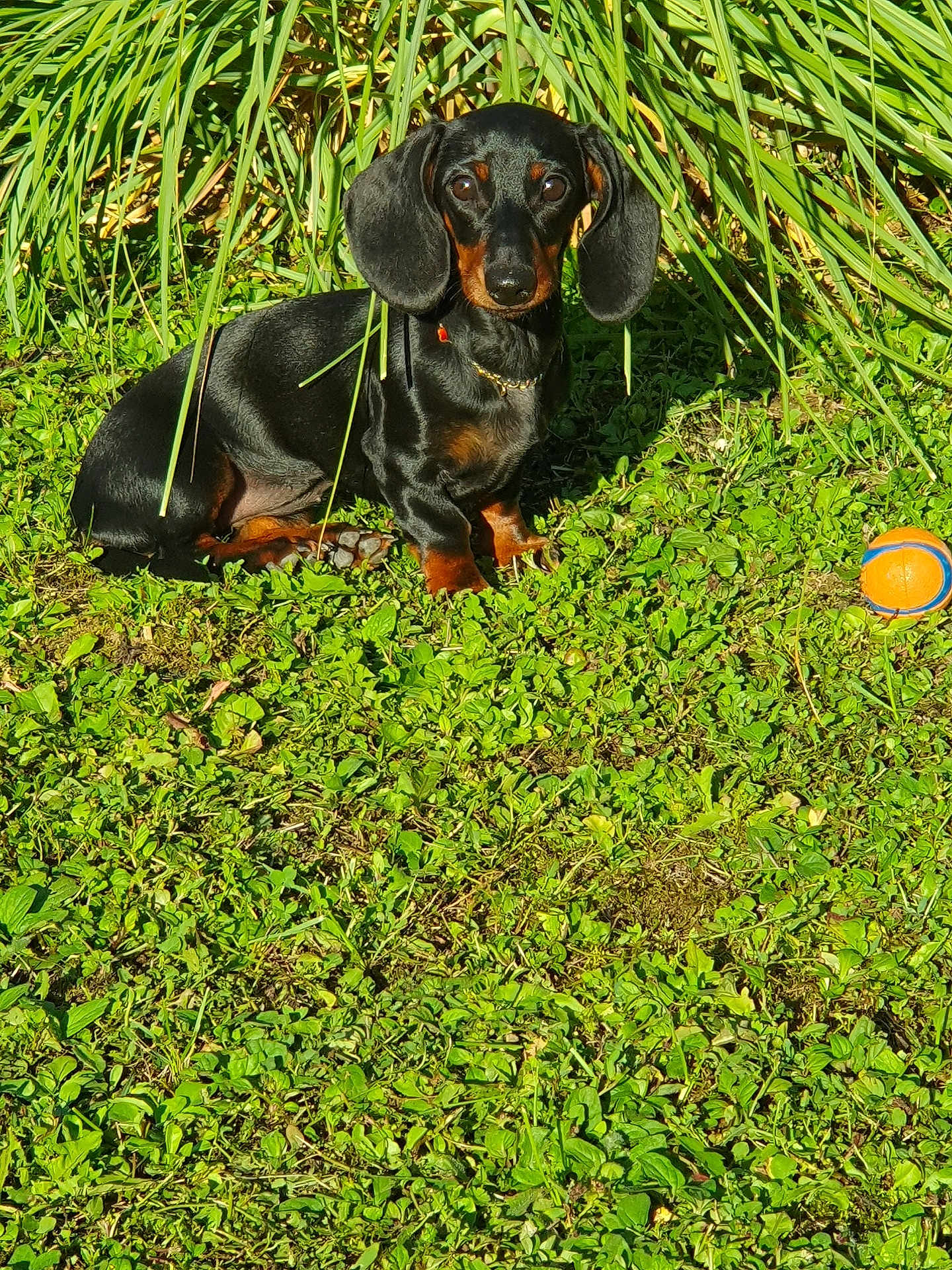 Aymée participe au concours pour gagner de l'argent avec cette photo : animal, collar, cute, dachshund, daytime, dog, ears, eyes, fur, grass, greenery, nature, outdoor, pet, playing, sitting, small_dog, sunlight, toy_ball, watching