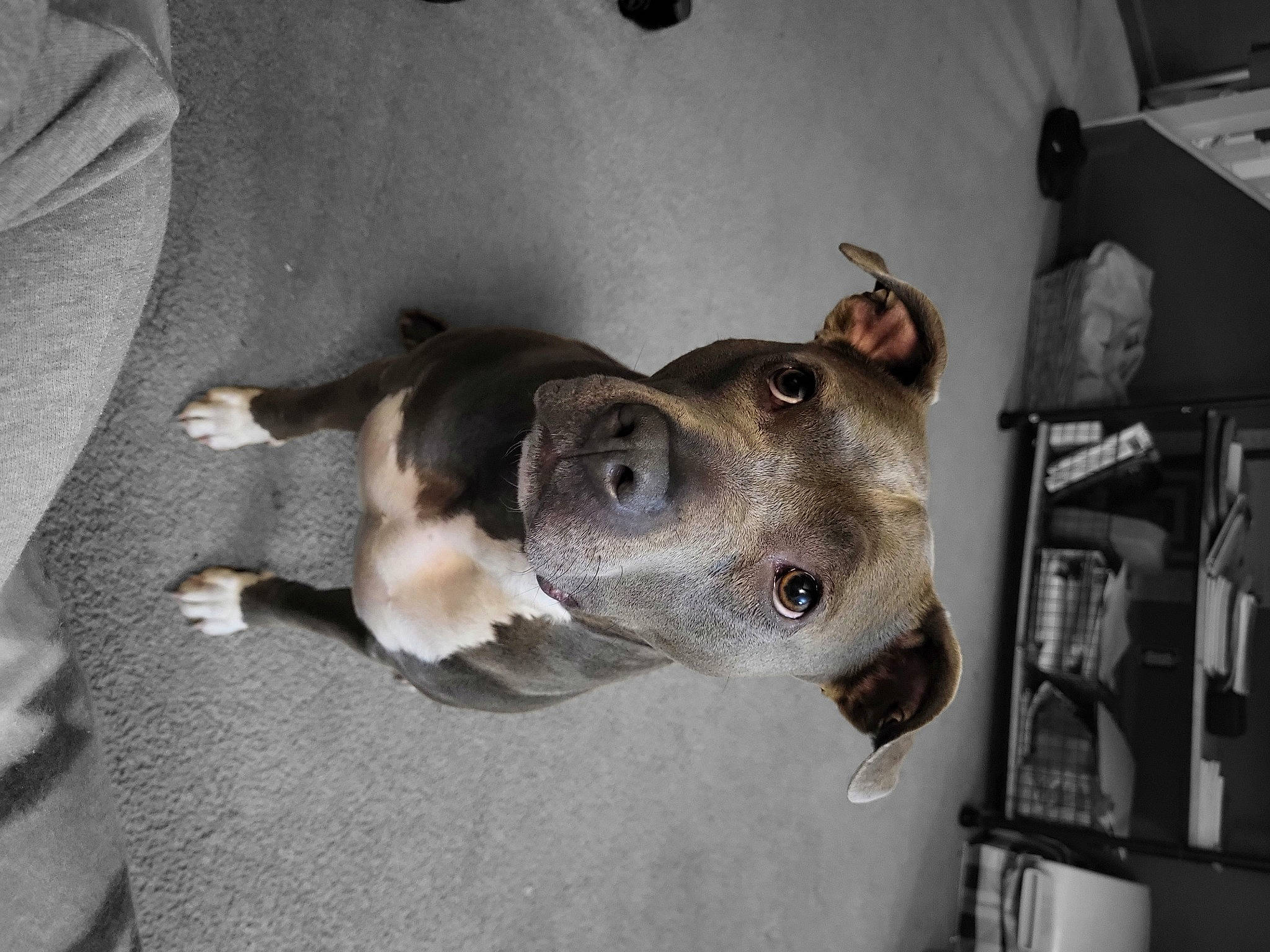 Freya is registered to the contest to win money with this photo: canidae, carnivore, collar, companion_dog, dog, dog_breed, ear, fawn, fur, jaw, non_sporting_group, pet_supply, sporting_group, street_dog, whiskers, working_animal, working_dog