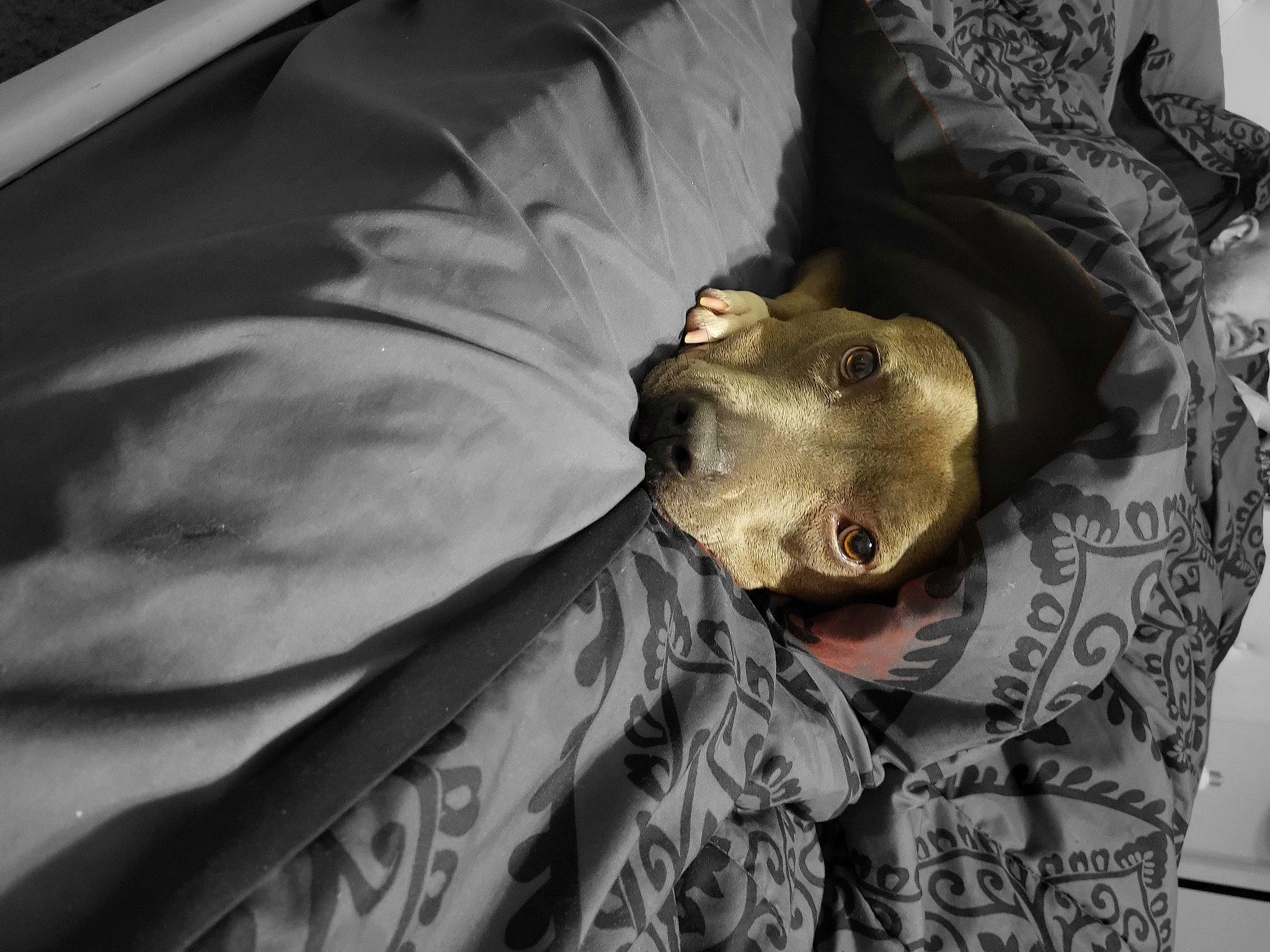 Freya is registered to the contest to win money with this photo: comfort, fictional_character, fur, gesture, grey, linens, mask, monochrome, monochrome_photography, personal_protective_equipment, room, sleep, sleeve, t_shirt