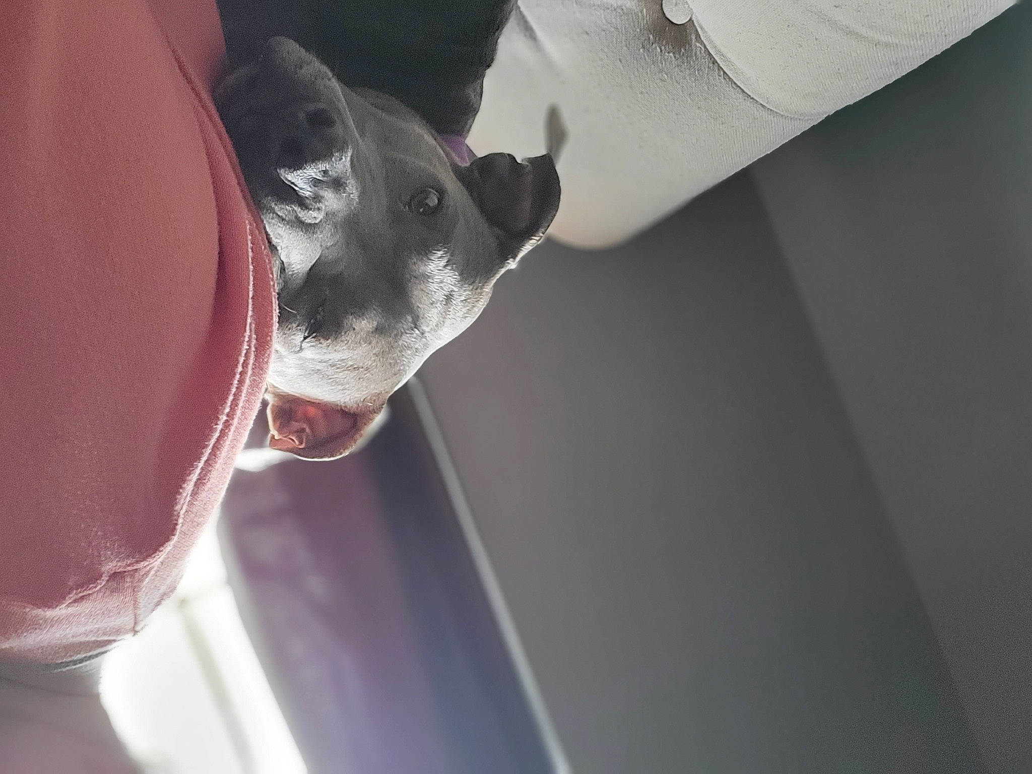 Freya is registered to the contest to win money with this photo: canidae, carmine, carnivore, collar, comfort, companion_dog, dog, dog_breed, drink, drinking, ear, eyewear, gesture, jaw, magenta, non_sporting_group, snout, sporting_group, whiskers, working_animal