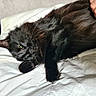 black_cat, cat, pet, animal, feline, bed, white_bedding, hand, sleeping, relaxed, fur, whiskers, paw, indoor, domestic_animal, closeup, resting, comfort, cozy, gentle_touch