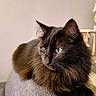 cat, fluffy, black_cat, pet, animal, indoor, feline, long_hair, resting, side_view, green_eyes, whiskers, ears, close_up, domestic_cat, cute, soft_light, background_blur, gray_surface, relaxed