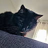 black_cat, cat, pet, animal, indoor, feline, whiskers, ears, fur, window, curtains, light, shadow, closeup, portrait, looking_down, resting, cozy, soft_light, domestic