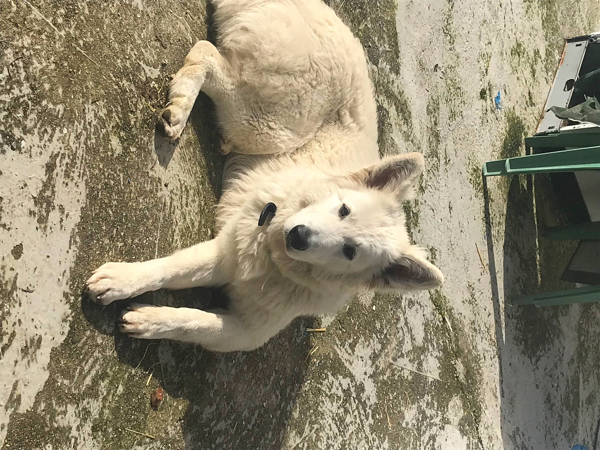 Fantôme participe au concours pour gagner de l'argent avec cette photo : big_cats, canidae, carnivore, companion_dog, dog, dog_breed, fawn, felidae, fur, monochrome, monochrome_photography, snout, sporting_group, street_dog, style, tail, terrestrial_animal, tree, trunk, wildlife