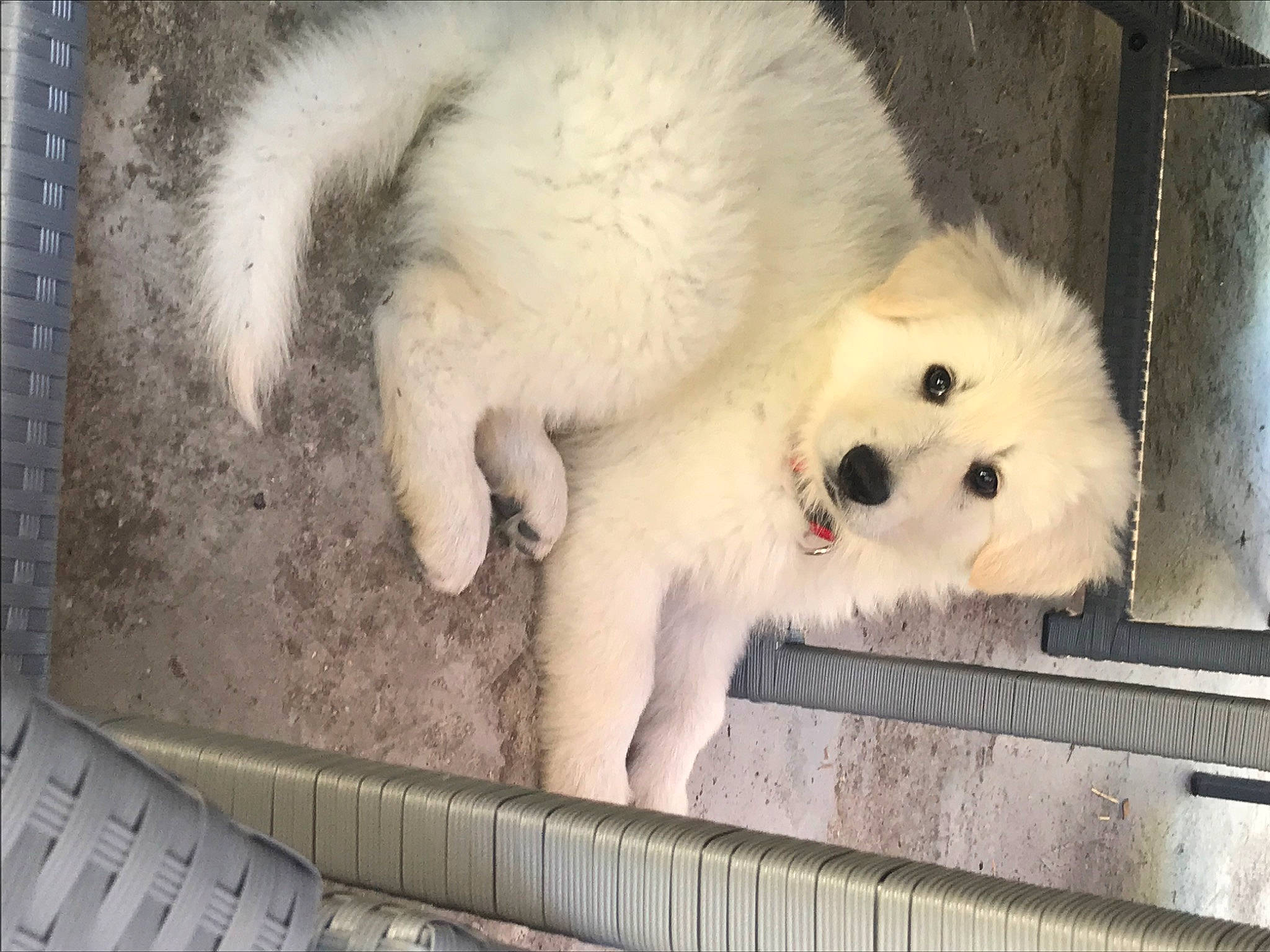 Fantôme a rejoint le concours — aidez-le/la à gagner de superbes lots ! canidae, carnivore, companion_dog, dog, dog_breed, fur, kuvasz, maltepoo, mammal, non_sporting_group, poodle, snout, sporting_group, toy_dog, vertebrate, working_animal