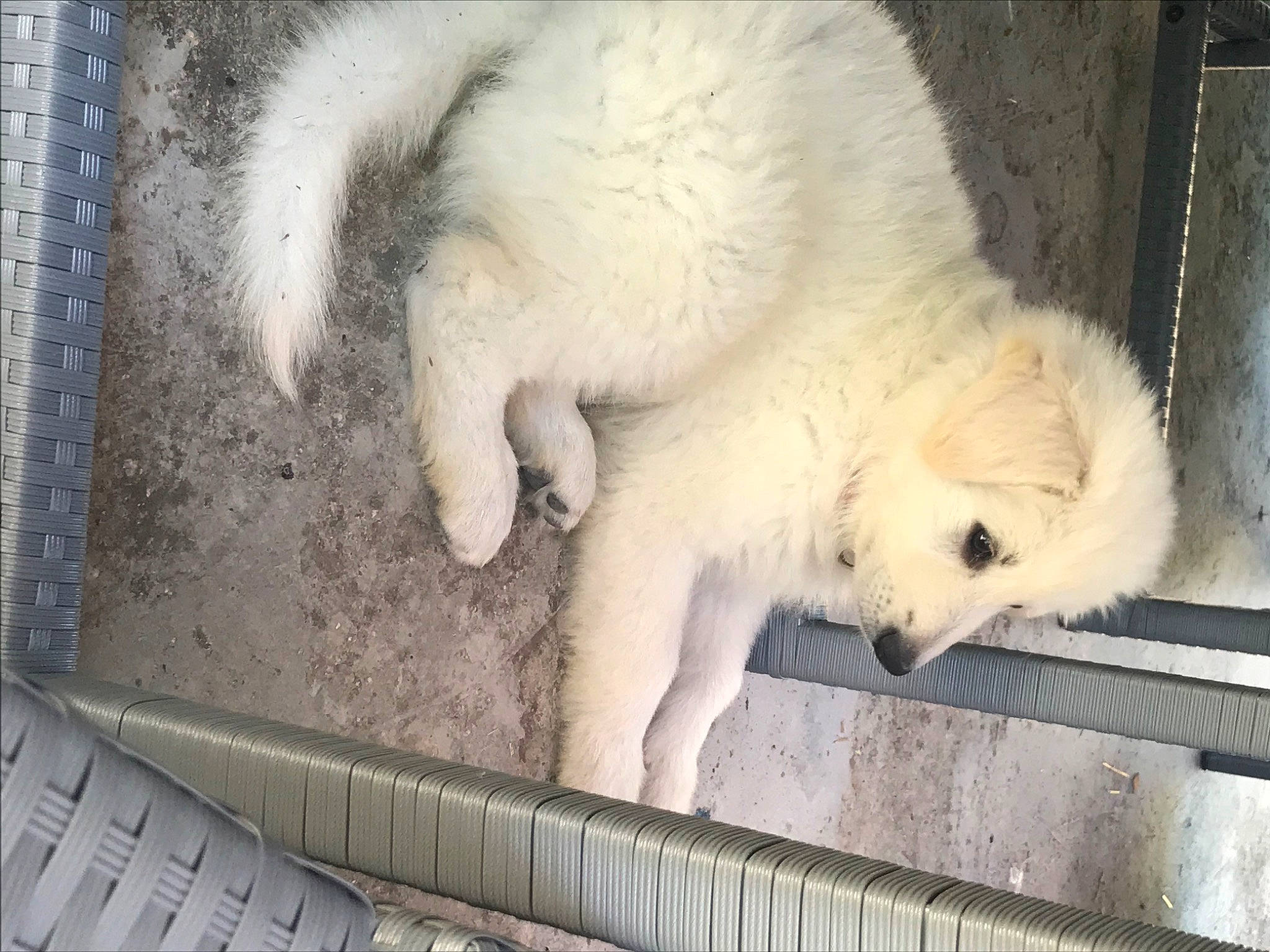 Fantôme a rejoint le concours — aidez-le/la à gagner de superbes lots ! bear, canidae, carnivore, claw, companion_dog, dog, dog_breed, fawn, felidae, fur, gas, mammal, paw, polar_bear, snout, sporting_group, tail, terrestrial_animal, wildlife, working_animal