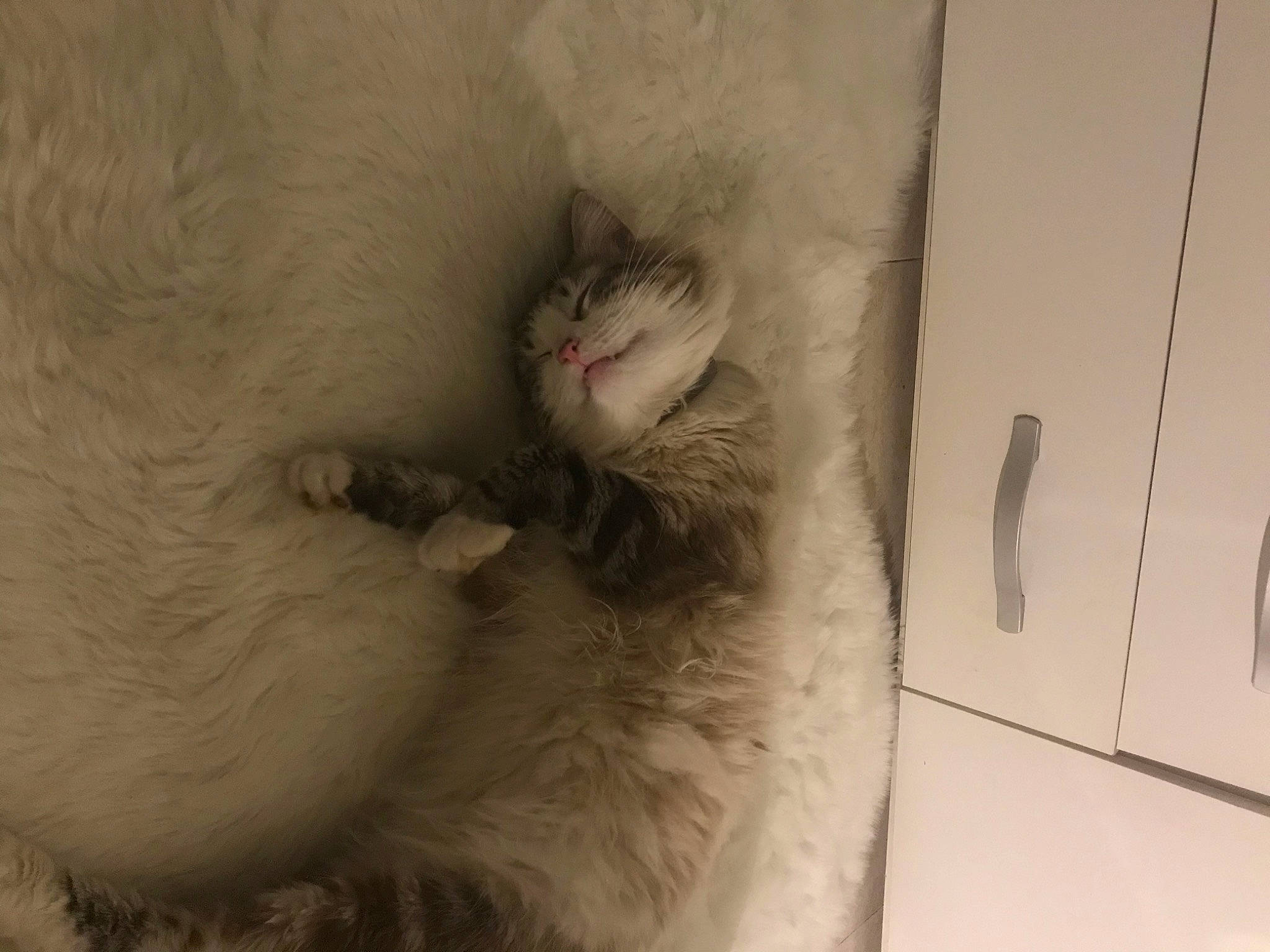 Yukine participe au concours pour gagner de l'argent avec cette photo : carnivore, cat, claw, domestic_short_haired_cat, fang, fawn, felidae, fur, paw, small_to_medium_sized_cats, snout, tail, whiskers