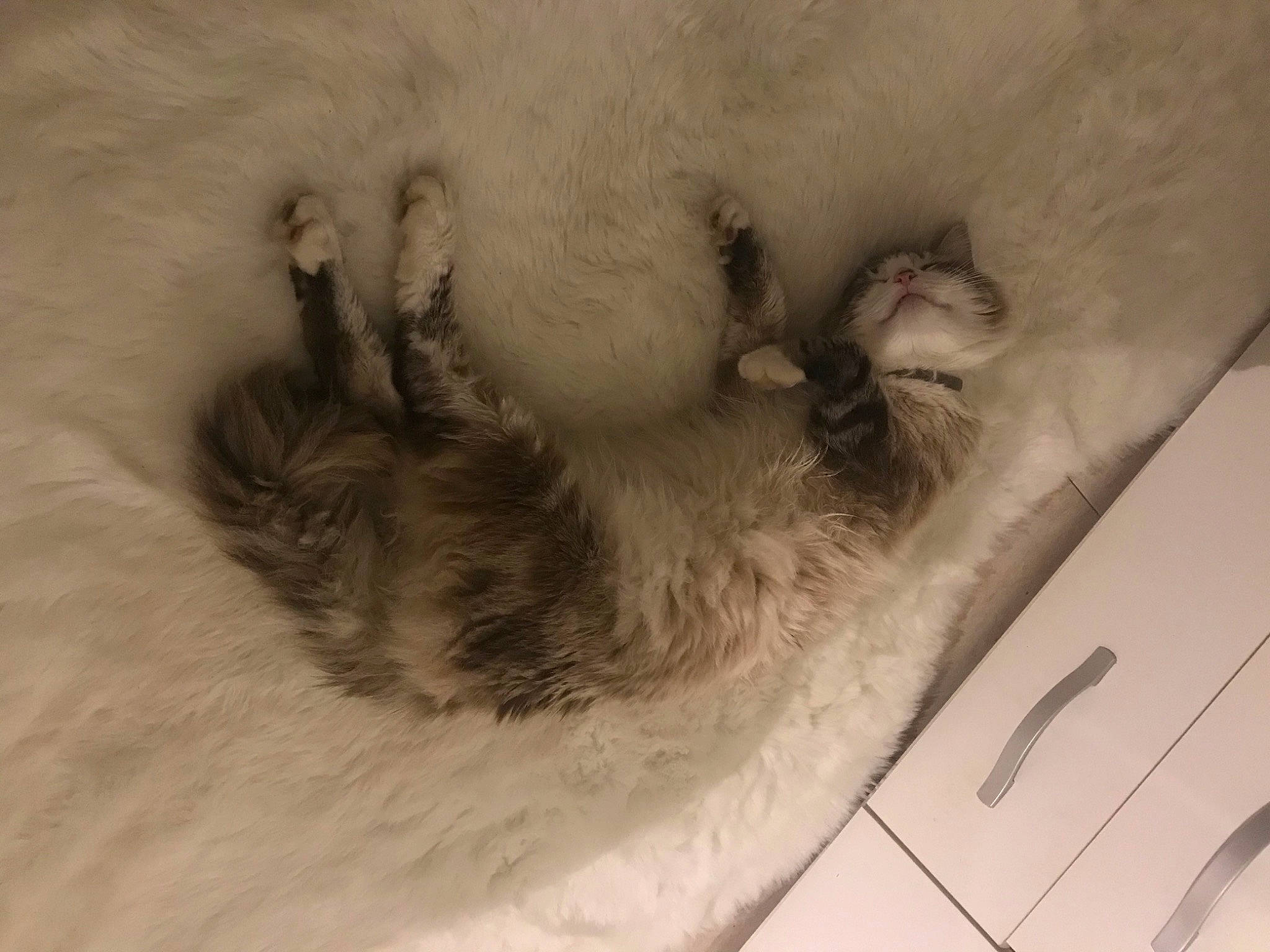 Yukine a rejoint le concours — aidez-le/la à gagner de superbes lots ! canidae, carnivore, claw, comfort, companion_dog, dog, dog_breed, fawn, felidae, foot, fur, paw, small_to_medium_sized_cats, snout, sporting_group, tail, toy, whiskers, window, working_animal