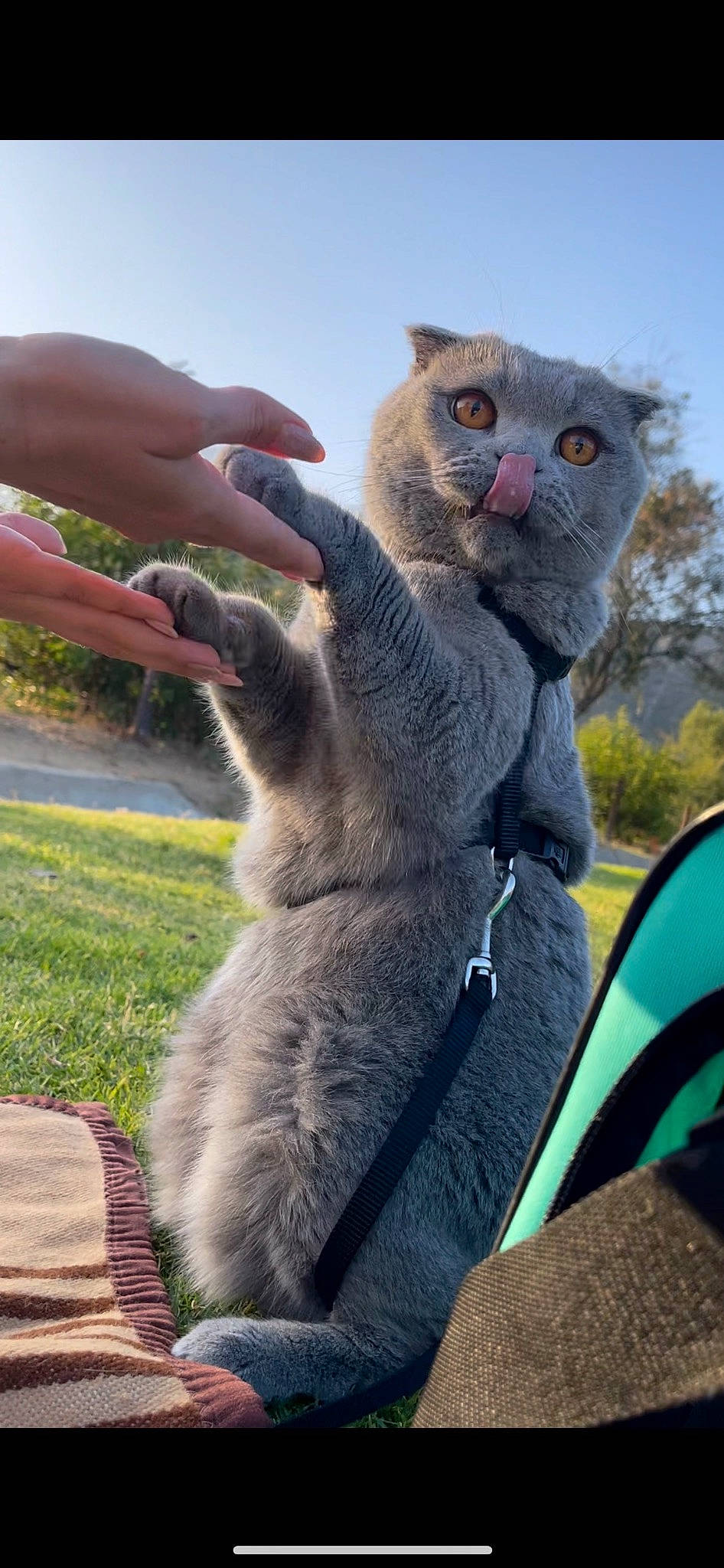 Buffon joined the competition — help win amazing prizes! carnivore, cat, electric_blue, fawn, felidae, fur, gesture, grass, koala, marsupial, paw, plant, russian_blue, sky, small_to_medium_sized_cats, snout, tail, terrestrial_animal, tree, whiskers