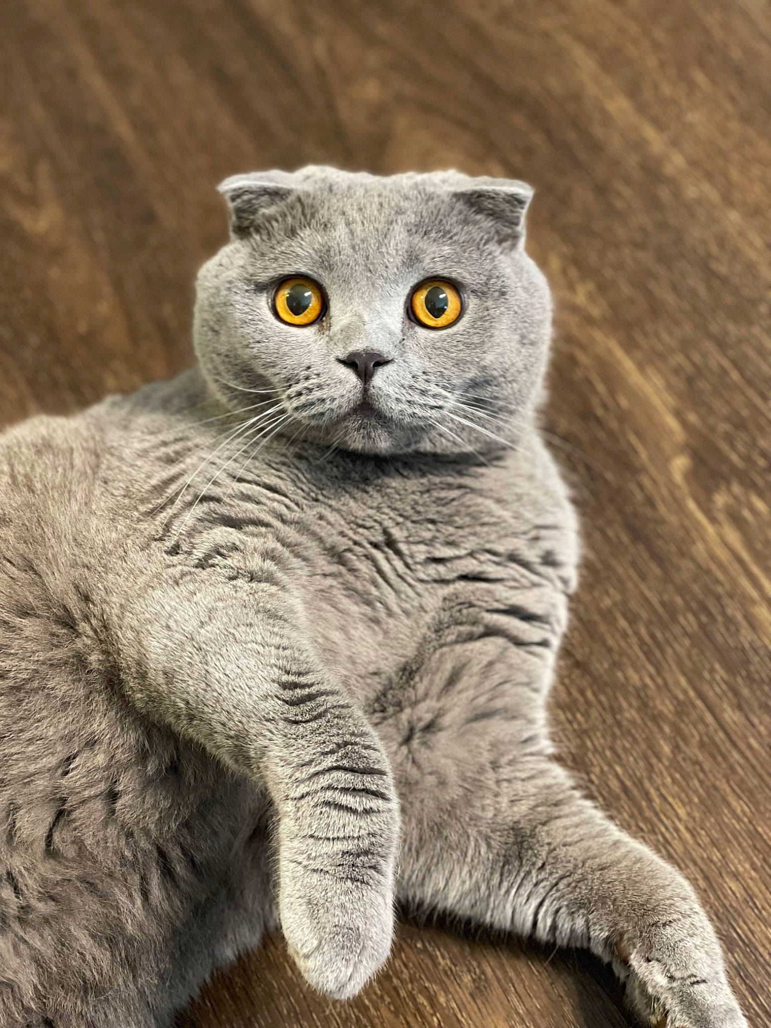 Buffon joined the competition — help win amazing prizes! carnivore, cat, claw, domestic_short_haired_cat, felidae, fur, grey, paw, sitting, small_to_medium_sized_cats, snout, tail, terrestrial_animal, whiskers, wildlife