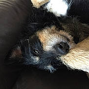Toby a rejoint le concours — aidez-le/la à gagner de superbes lots ! animal, black, brown, closeup, companion, couch, cozy, cute, dog, domestic, fur, indoor, leather, paw, pet, relaxing, resting, sleeping, snug, white