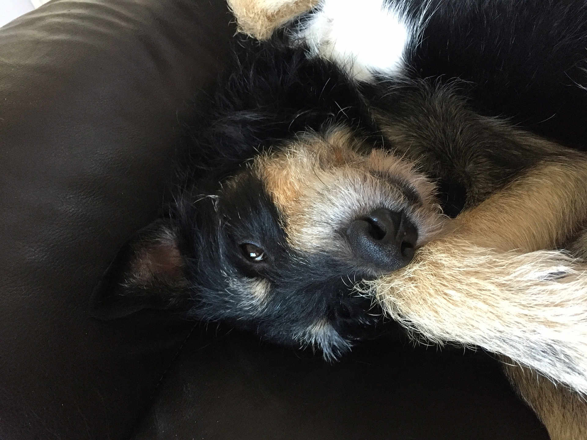 Toby