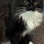 Akasha joined the competition — help win amazing prizes! attentive, black_cat, carpet, cat, close_up, cute, feline, fluffy, fur, indoor, long_hair, paw, pet, portrait, sitting, tuxedo_cat, whiskers, white_chest, white_paws, yellow_eyes