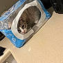 cat, plastic_pack, water_bottles, countertop, kitchen, pet, curious, hideout, indoor, animal, feline, domestic_cat, peeking, resting, fur, whiskers, plastic, container, household, cute