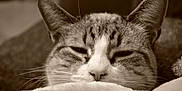 Birch joined the competition — help win amazing prizes! cat, tabby, close_up, sleepy, ears, whiskers, nose, fur, blanket, cozy, pet, animal, resting, indoor, soft_texture, sepia, relaxed, cute, feline, portrait