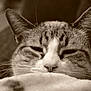 cat, tabby, close_up, sleepy, ears, whiskers, nose, fur, blanket, cozy, pet, animal, resting, indoor, soft_texture, sepia, relaxed, cute, feline, portrait