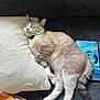 cat, sleeping, pillow, couch, blanket, feline, indoor, resting, cozy, fur, tail, paw, pet, domestic_animal, relaxation, comfort, home, animal, cute, napping