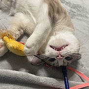 Birch joined the competition — help win amazing prizes! cat, pet, animal, playful, toy, blanket, fur, whiskers, fangs, cute, domestic, indoor, relaxed, soft, pink_ribbon, yellow_toy, blue_stick, closeup, lying_down, sleepy