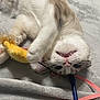cat, pet, animal, playful, toy, blanket, fur, whiskers, fangs, cute, domestic, indoor, relaxed, soft, pink_ribbon, yellow_toy, blue_stick, closeup, lying_down, sleepy