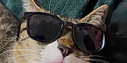 Spruce joined the competition — help win amazing prizes! cat, sunglasses, cool, pet, feline, whiskers, closeup, face, cute, cozy, blanket, tabby, relaxed, indoor, portrait, animal, funny, muzzle, ears, nose