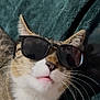 cat, sunglasses, cool, pet, feline, whiskers, closeup, face, cute, cozy, blanket, tabby, relaxed, indoor, portrait, animal, funny, muzzle, ears, nose