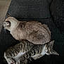 cat, cats, sleeping, resting, couch, feline, pet, indoor, fur, cozy, tabby, striped, white_paws, relaxed, companion, animal, domestic, whiskers, soft, cute