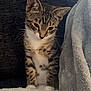 kitten, tabby, cat, pet, animal, feline, young, curious, indoor, soft_blanket, cushion, plush_blanket, white_paws, striped, cute, cozy, resting, small, domestic, fur