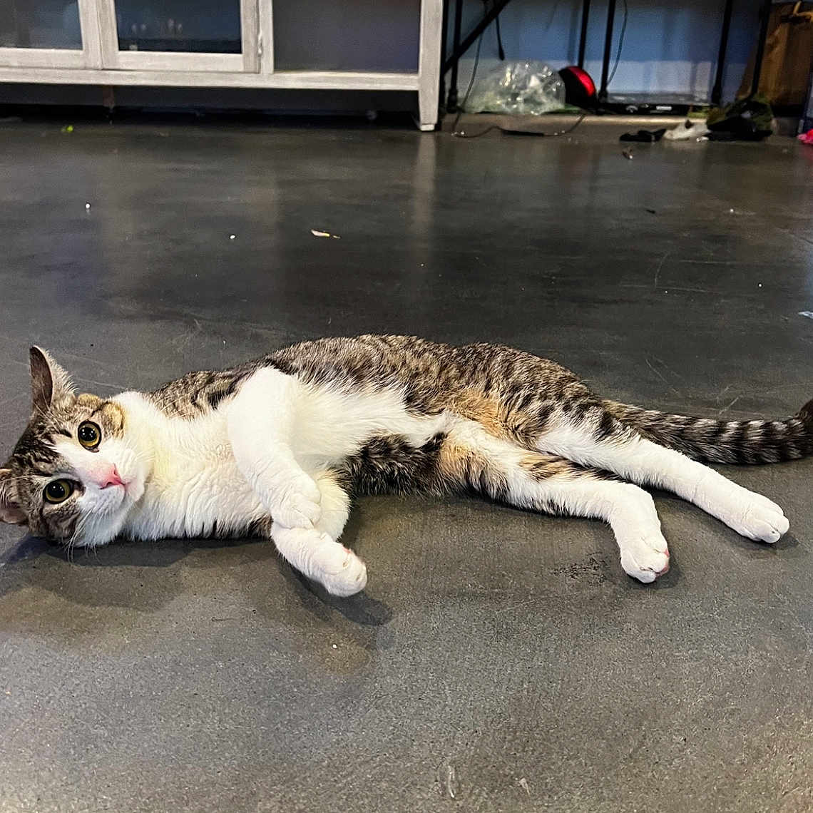 Neko Jr. is registered to the contest to win money with this photo: animal, background, cabinet, cat, concrete_floor, curious, domestic, ears, eyes, feline, floor, indoor, lying, pet, playful, relaxed, stretched_out, tabby, tail, whiskers
